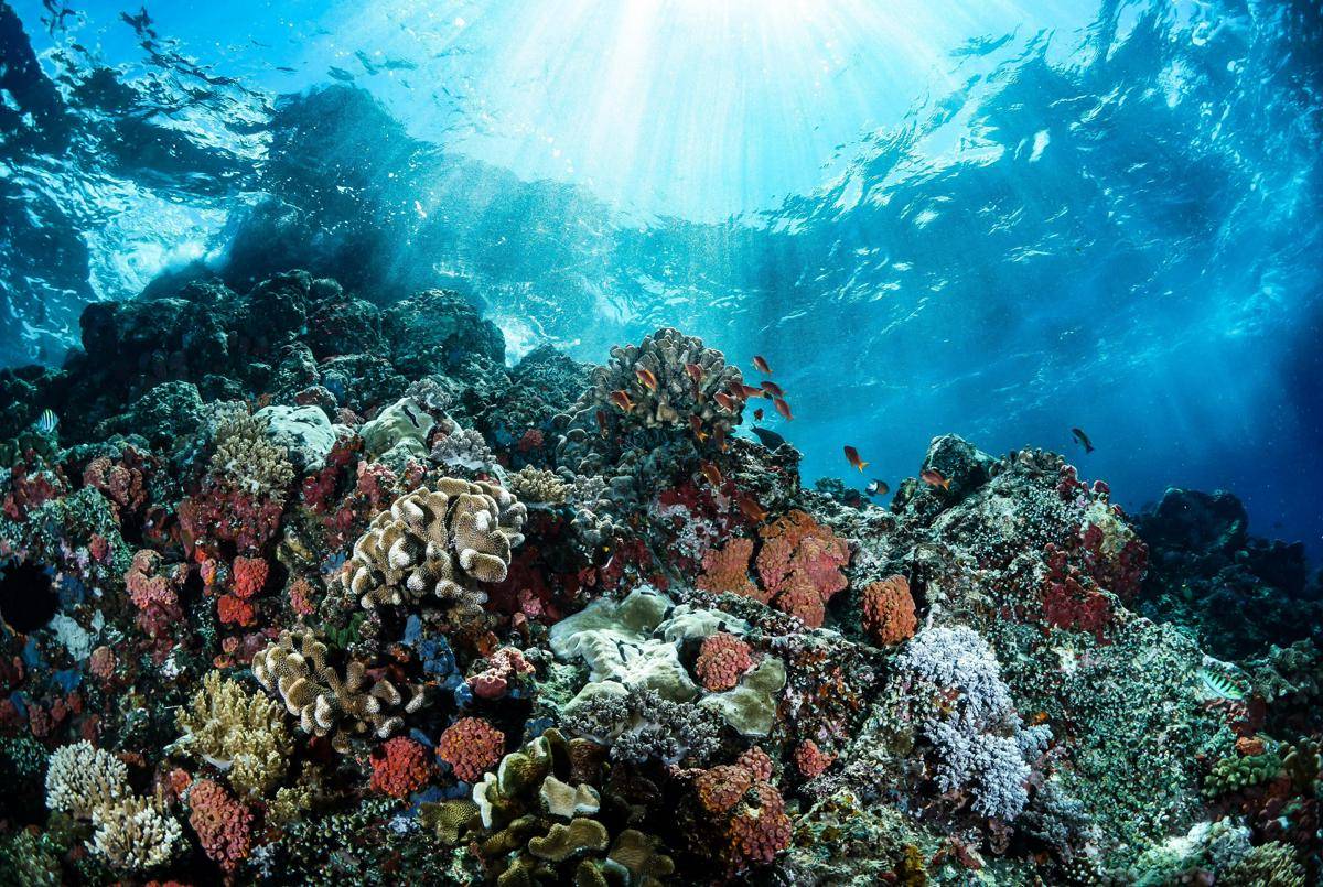 Ilustrasi Kekayaan Bawah Laut (Pexel/adiprayogo liemena)