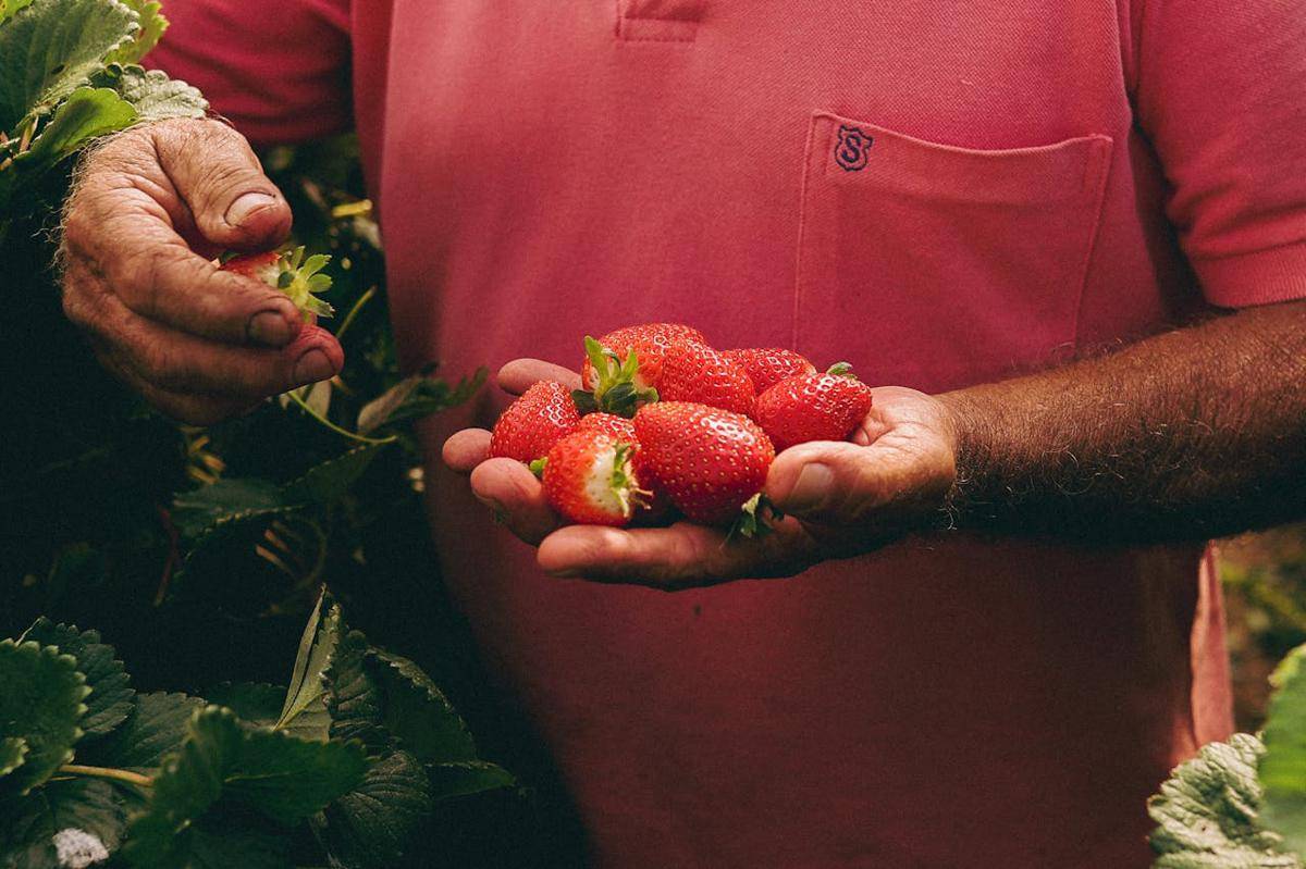 ilustrasi memanen buah stroberi (pexels.com/Jonathan Borba)