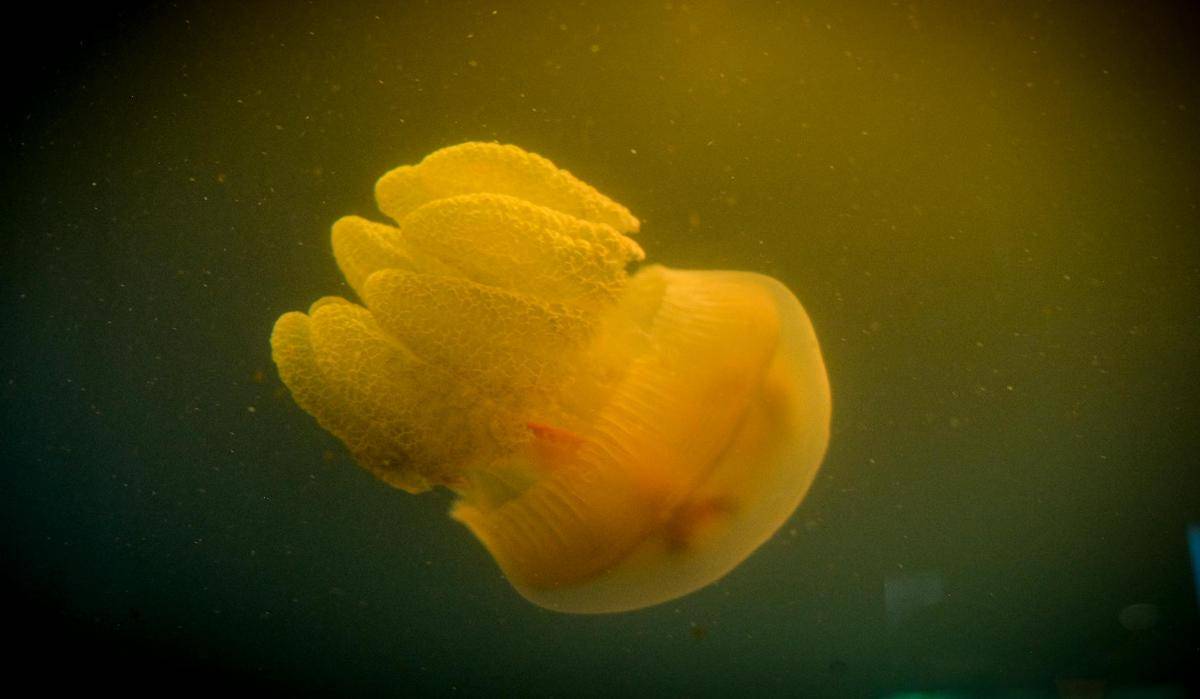 Jellyfish Lake