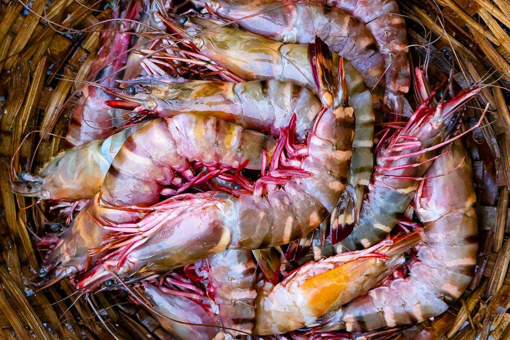 ilustrasi udang (pexels.com/ManojMk Brucelee)