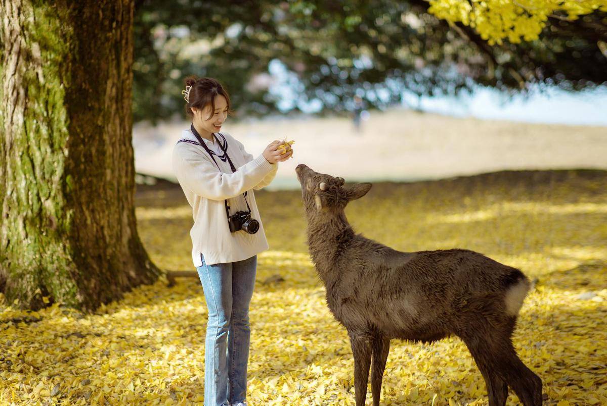 ilustrasi rusa di Nara Park 