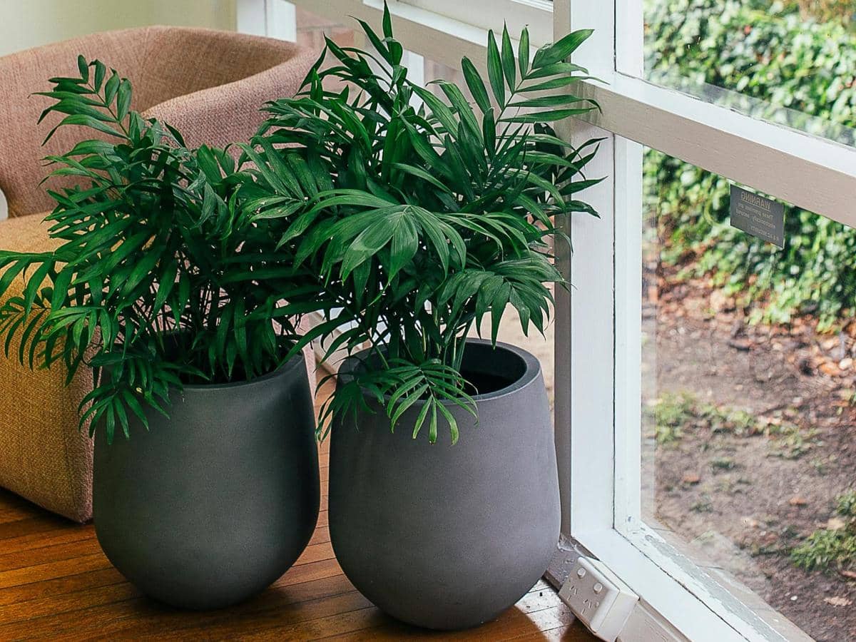 ilustrasi tanaman parlor palm (pexels.com/Rachel Claire)