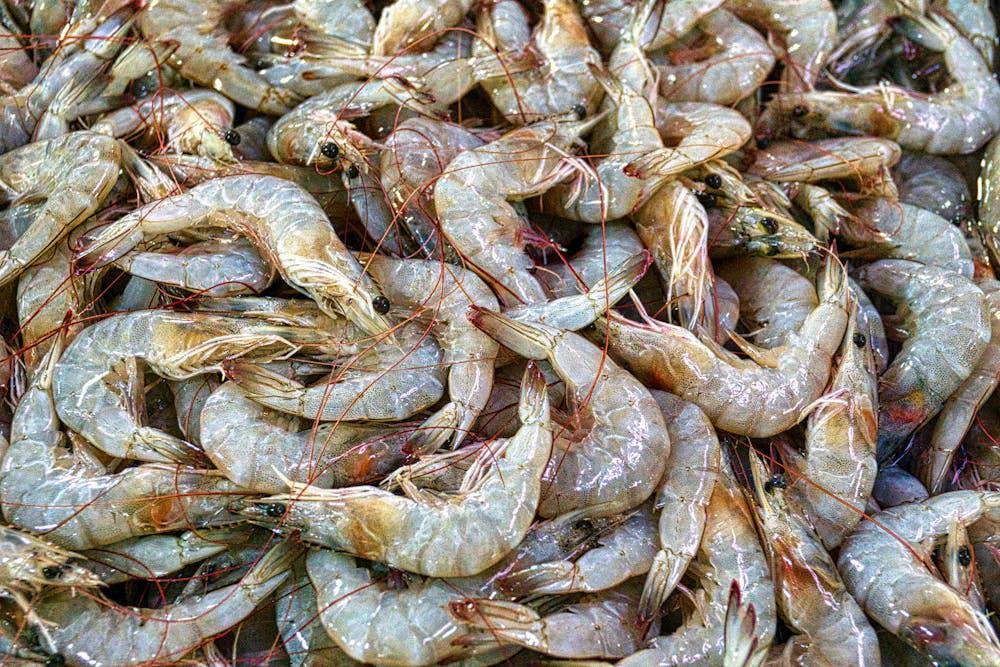 ilustrasi udang (pexels.com/Tom Fisk)