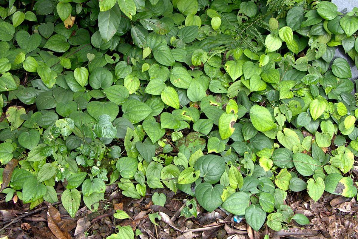 daun sirih hijau (commons.wikimedia.org/Dinesh Valke)