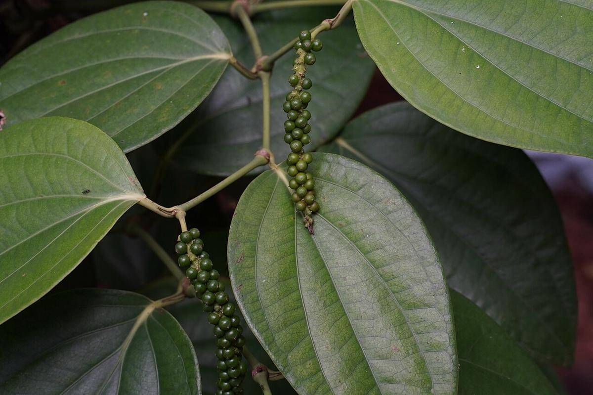 daun lada (commons.wikimedia.org/Vengolis)