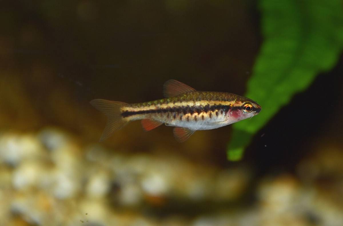 Cherry Barb