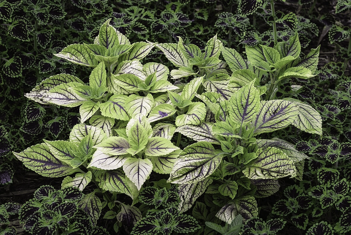 tumbuhan (commons.wikimedia.org/PumpkinSky)