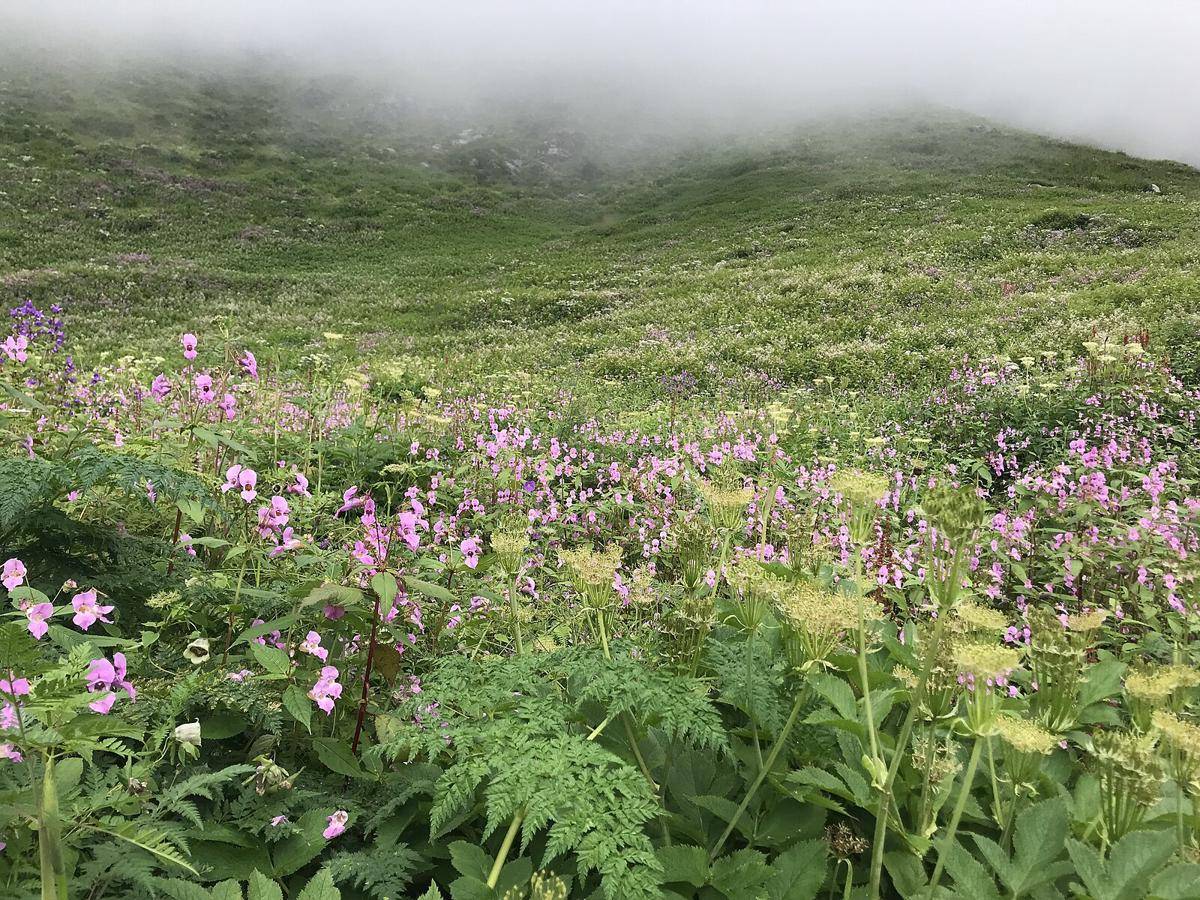 Valley of Flowers