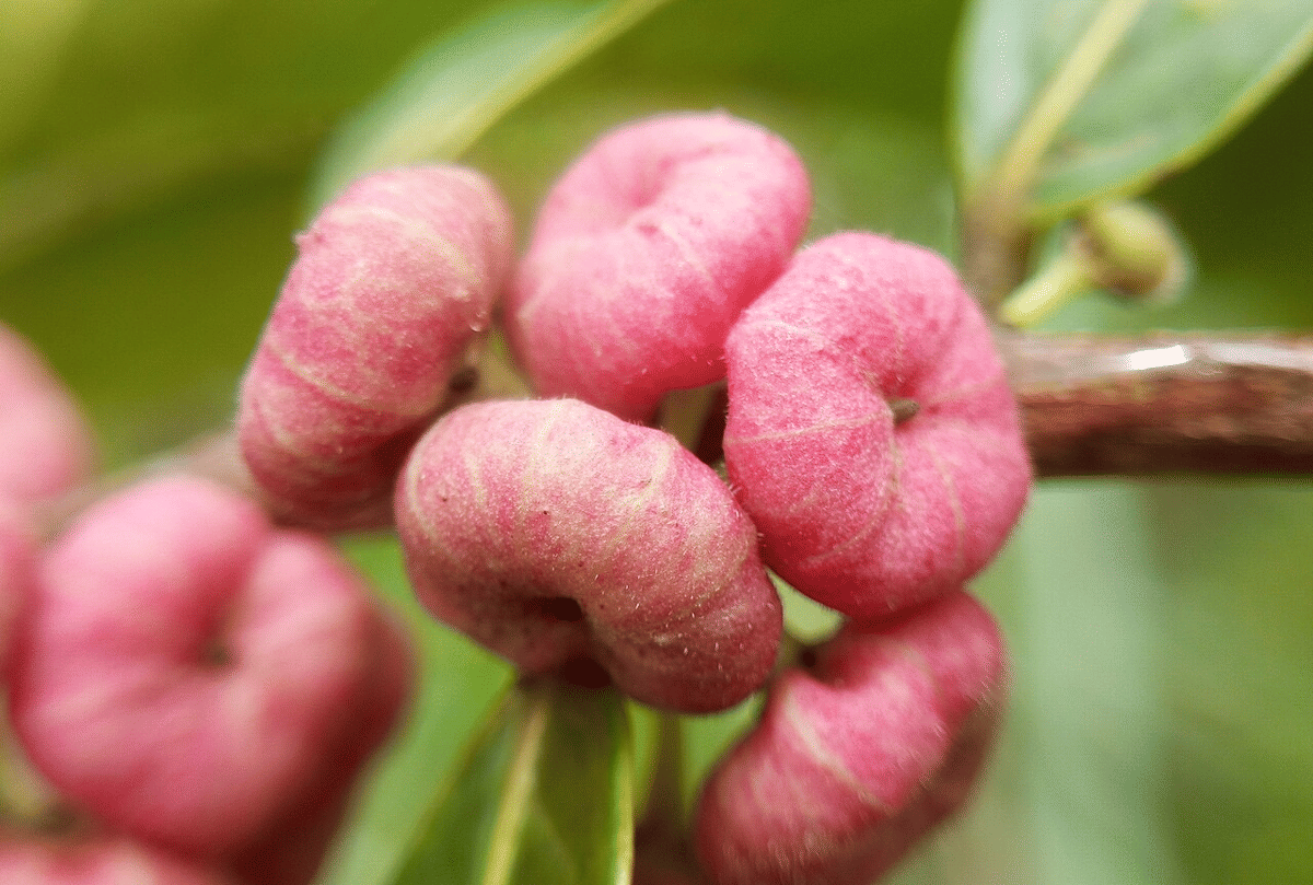 tumbuhan (commons.wikimedia.org/Nativeplants garden)