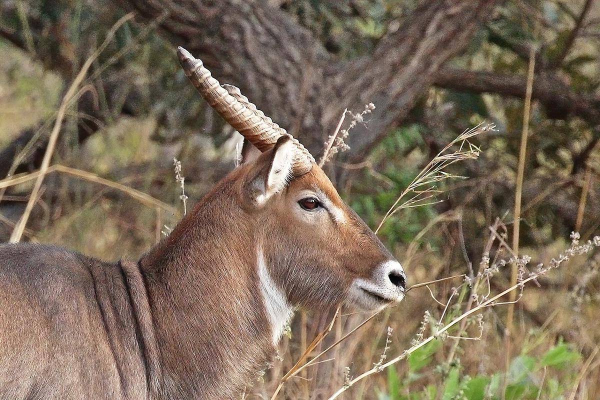 Waterbuck