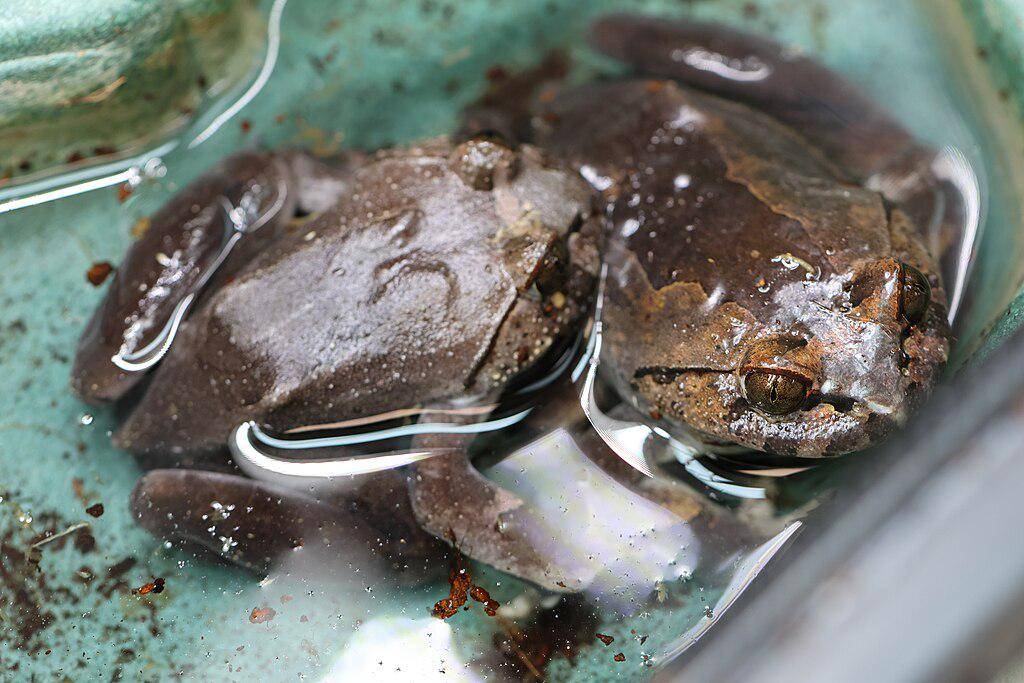 Hairy Frog