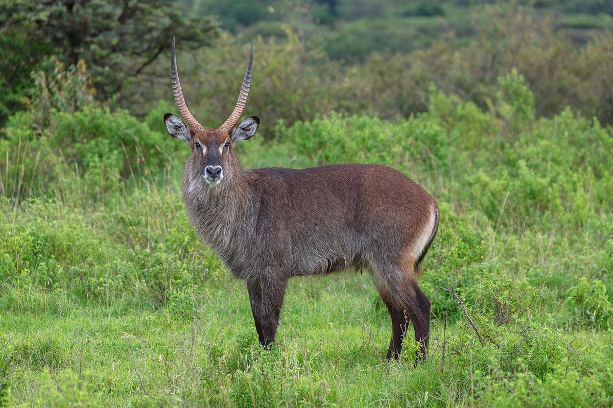 Waterbuck