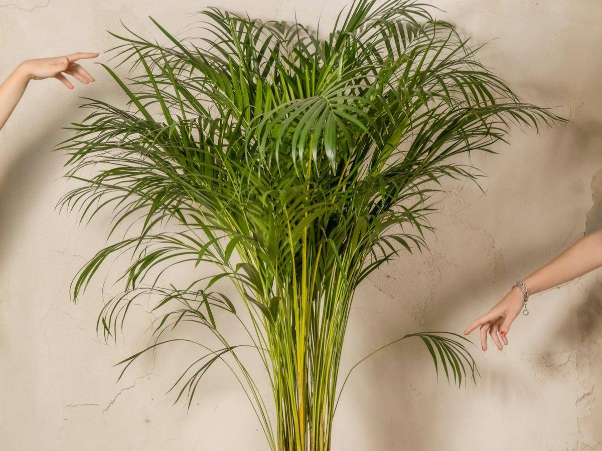 ilustrasi areca palm