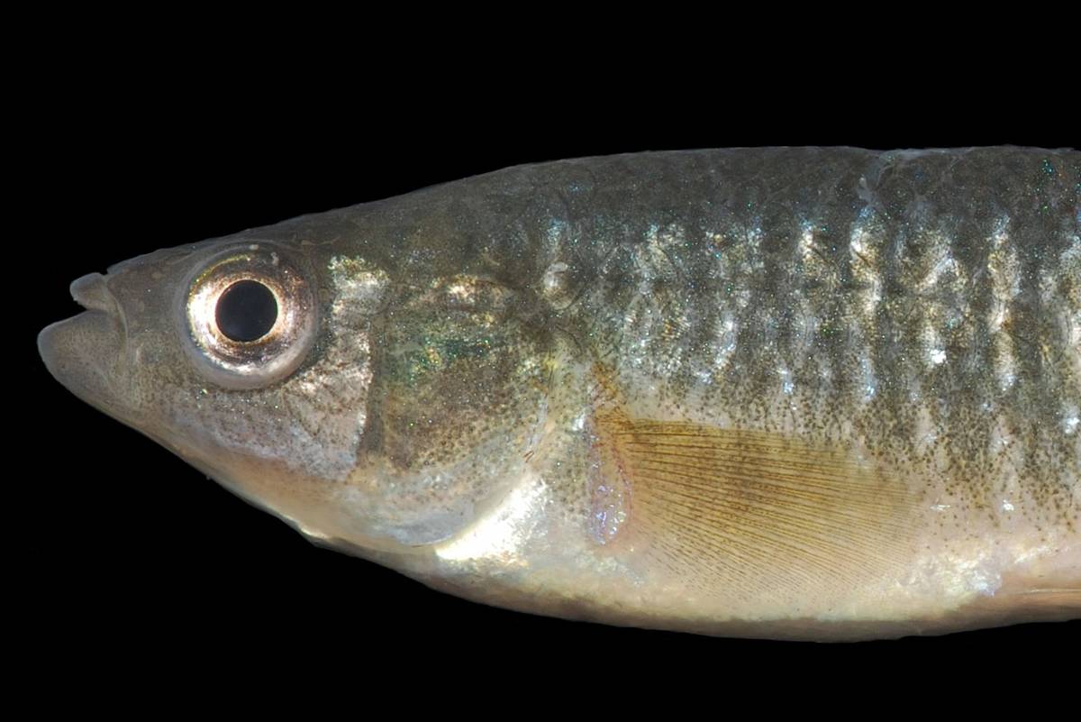 Mummichog