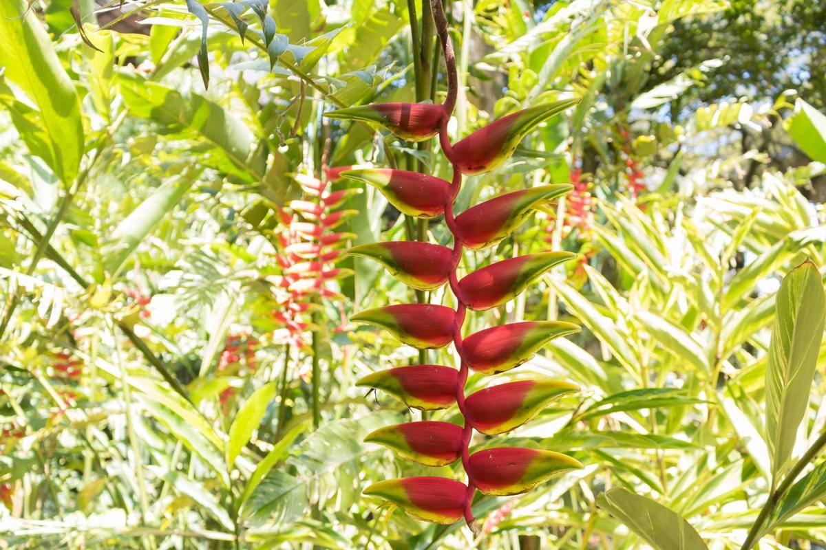 ilustrasi tanaman heliconia rostrata