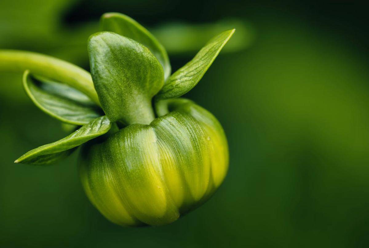 ilustrasi kuncup bunga dahlia