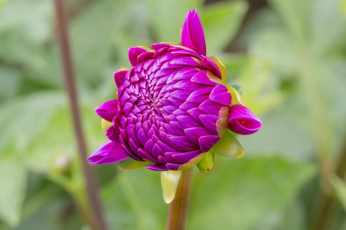 ilustrasi kuncup bunga dahlia