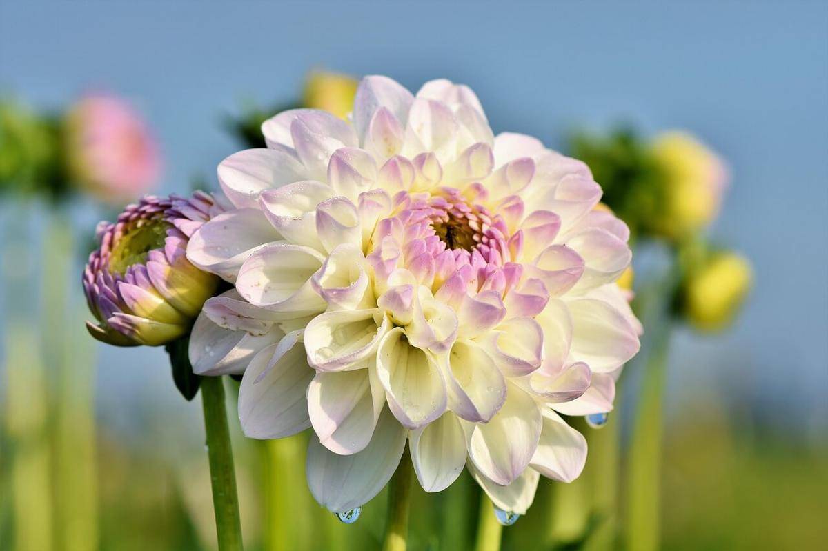 ilustrasi bunga dahlia mekar