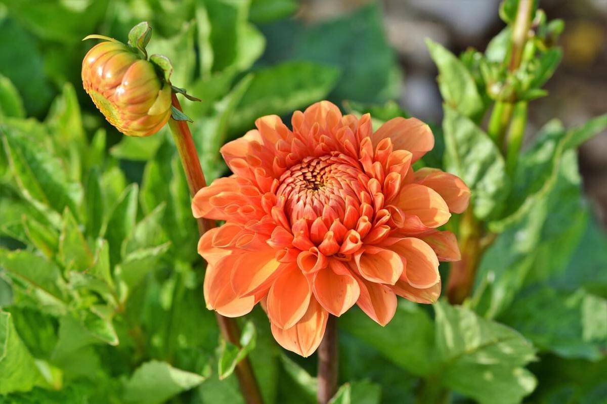 ilustrasi bunga dahlia muda