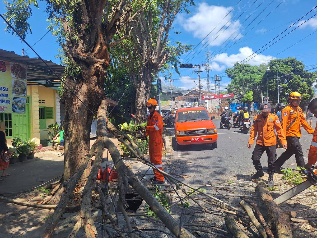 Evakuasi pohon tumbang di Bandar Lampung. (IDN Times/BPBD)