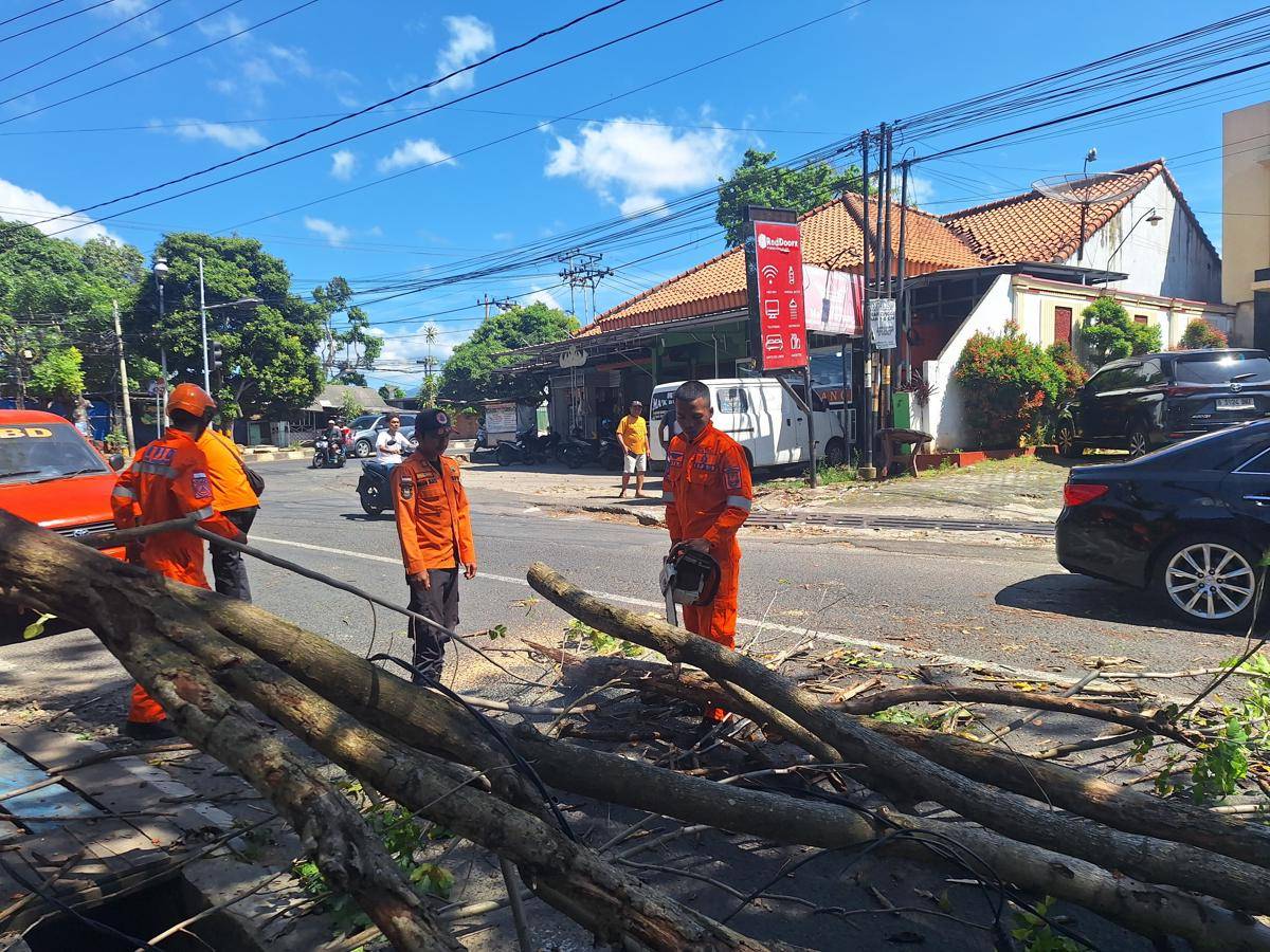 Evakuasi pohon tumbang di Bandar Lampung. (IDN Times/BPBD)