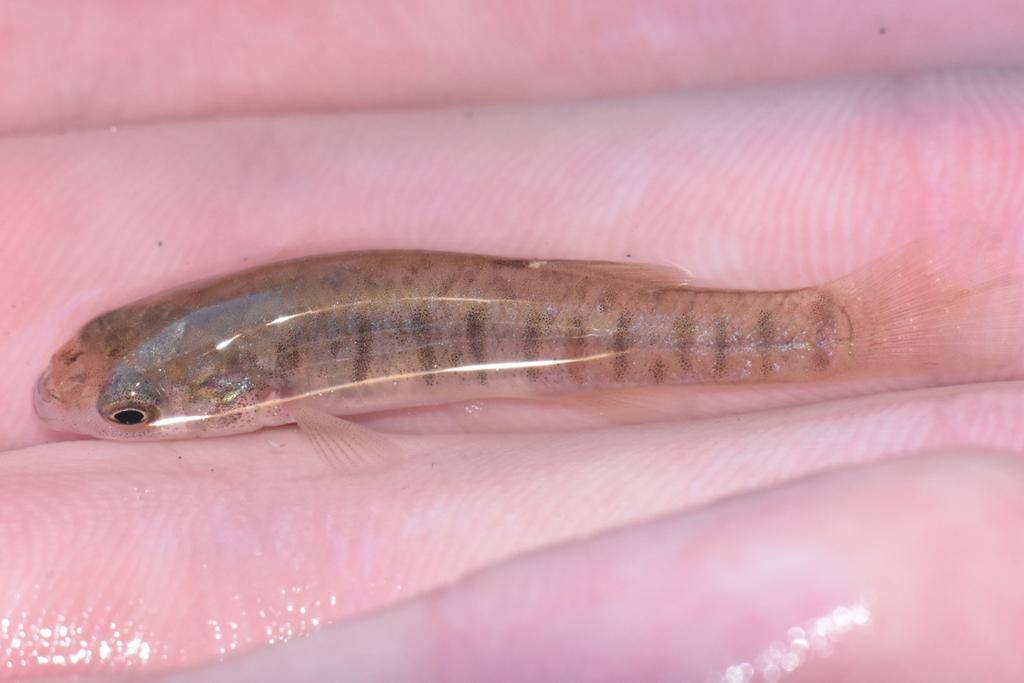 Mummichog