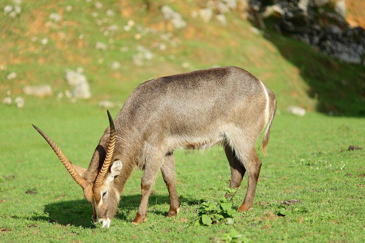 Waterbuck
