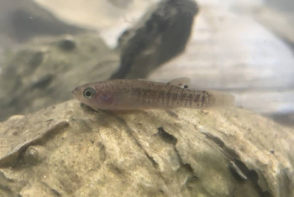 Mummichog