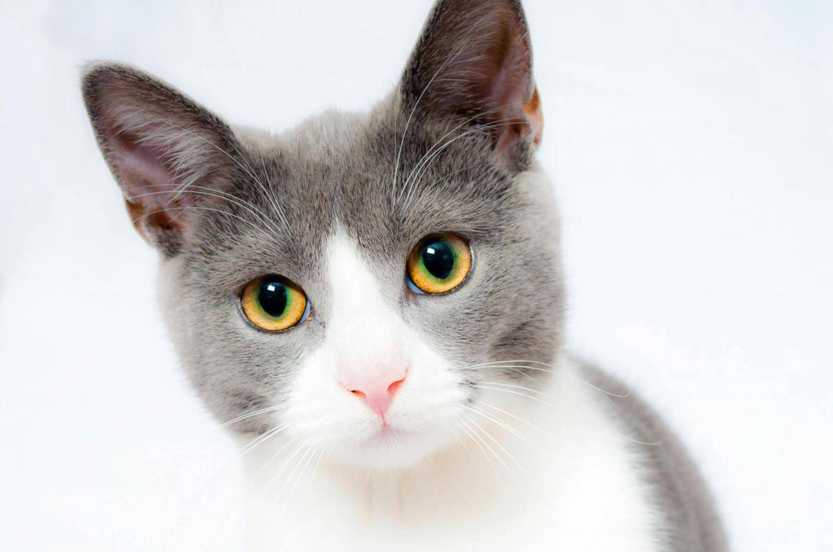ilustrasi kucing