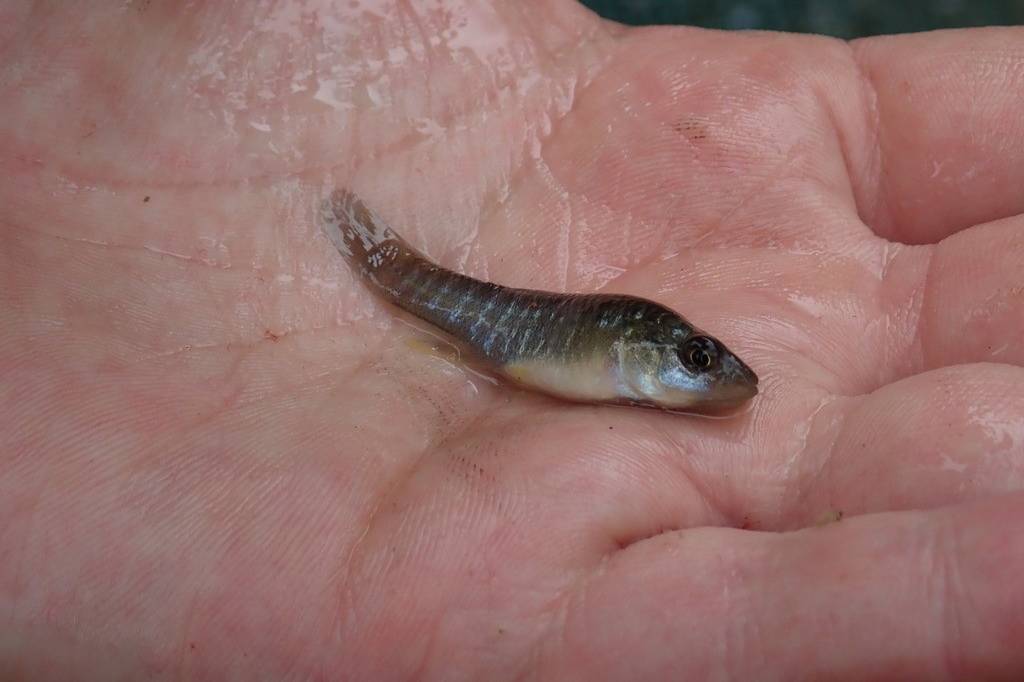 Mummichog