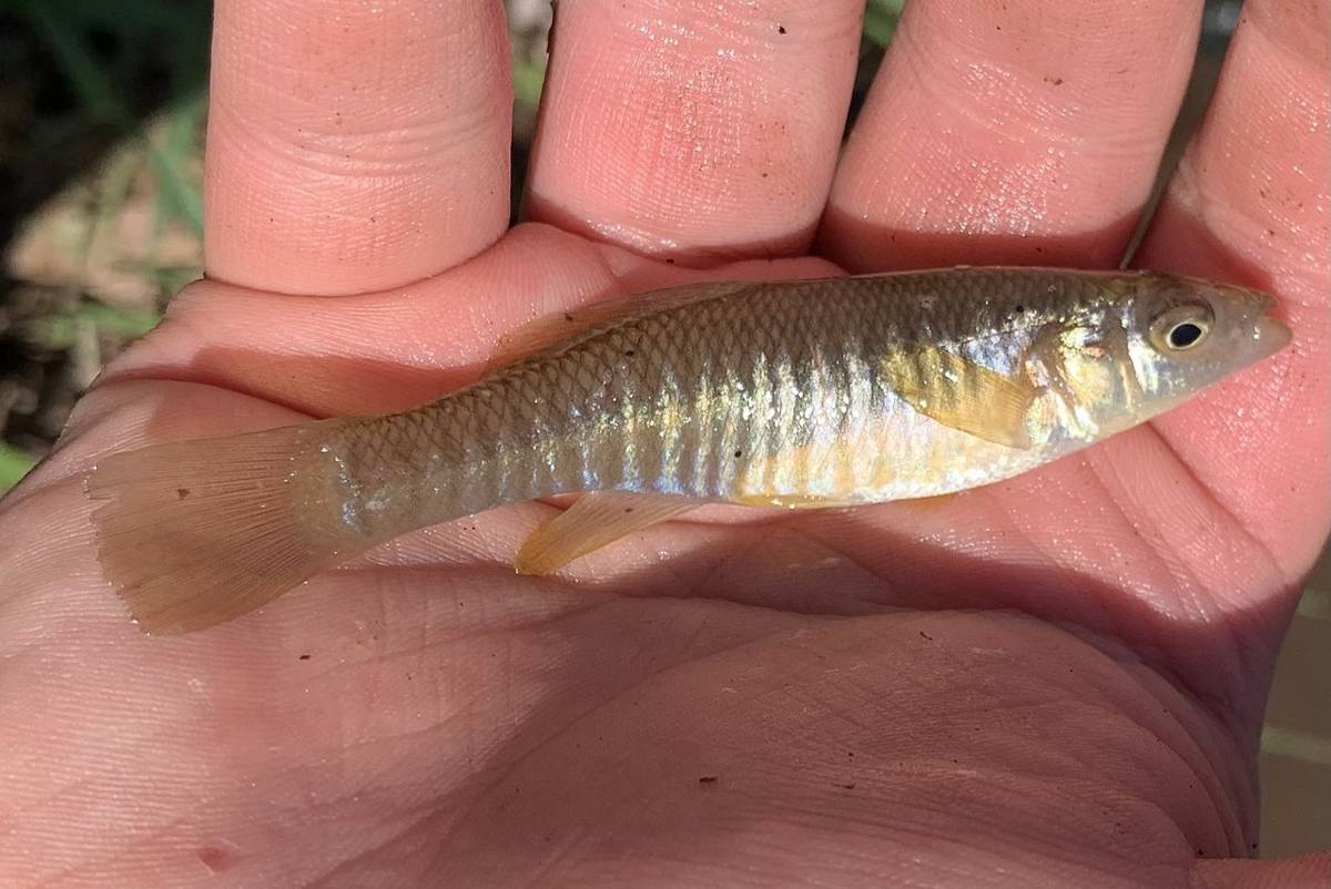 Mummichog