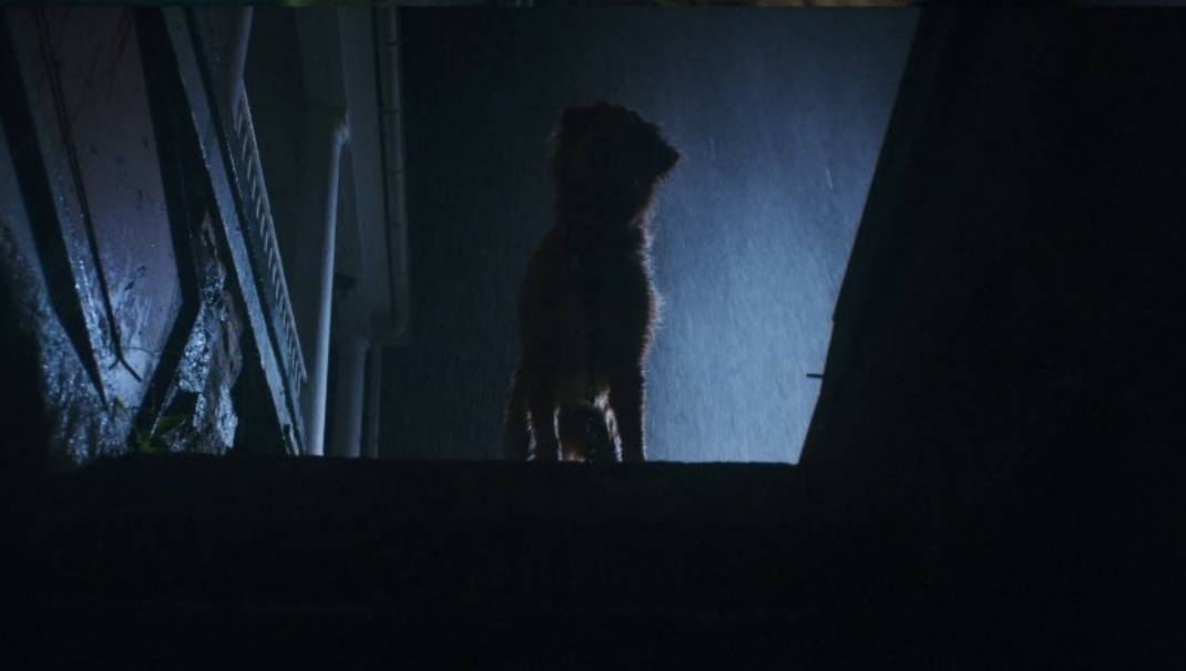 cuplikan film Good Boy (dok. Shudder/Good Boy)