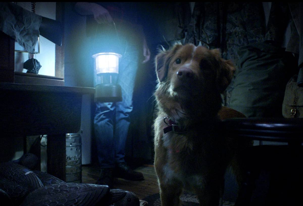cuplikan film Good Boy (dok. Shudder/Good Boy)
