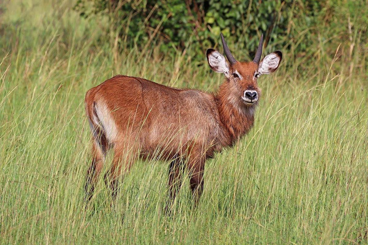 Waterbuck