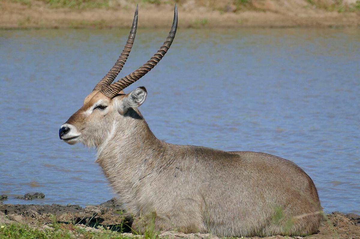 Waterbuck