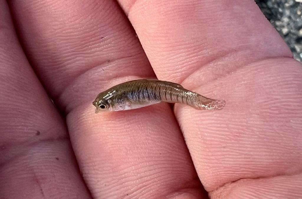 Mummichog