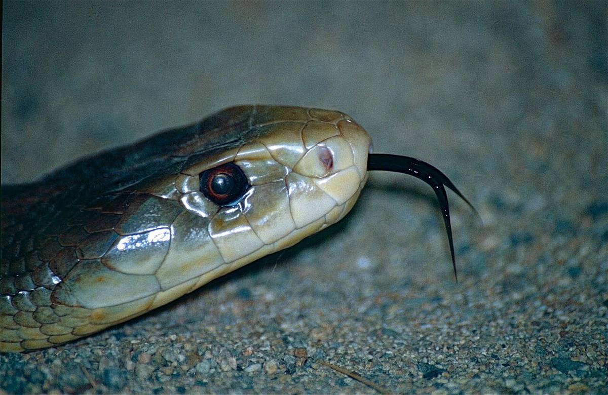 ular (commons.wikimedia.org/Bernard DUPONT)