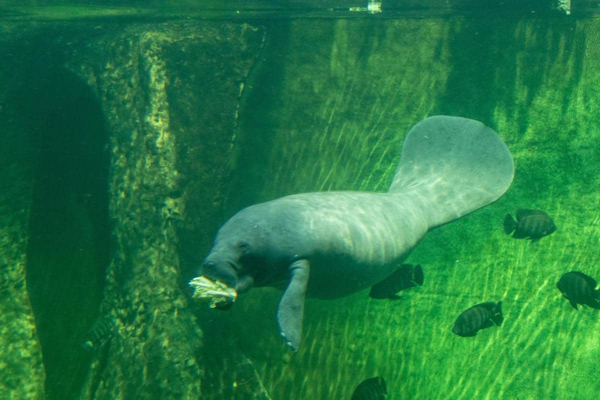 manatee