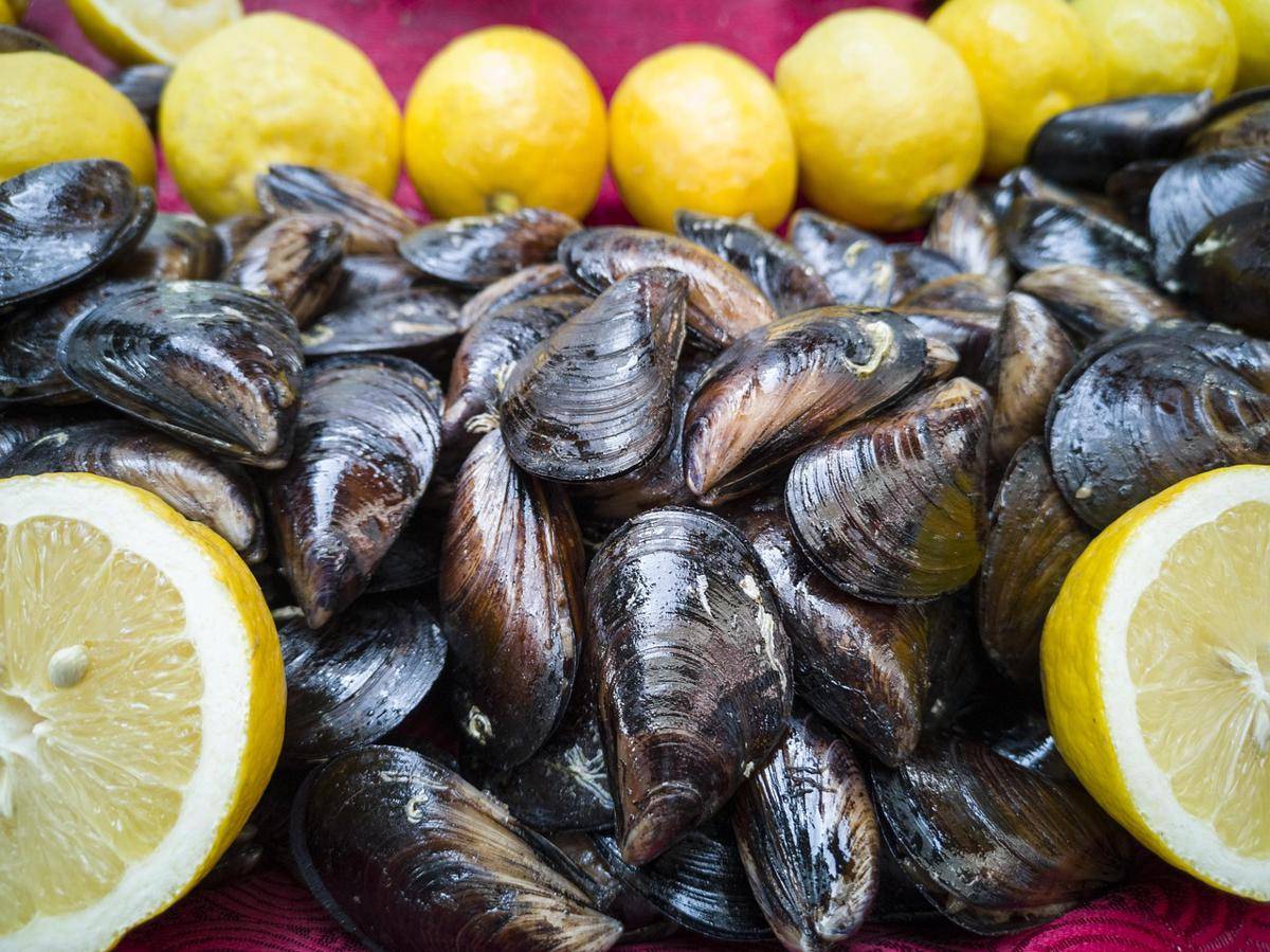 ilustrasi kerang hijau segar 