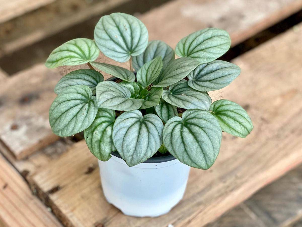 ilustrasi tanaman peperomia frost 