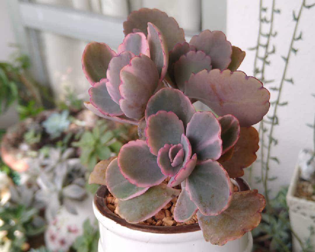 ilustrasi tanaman kalanchoe fedtschenkoi variegata