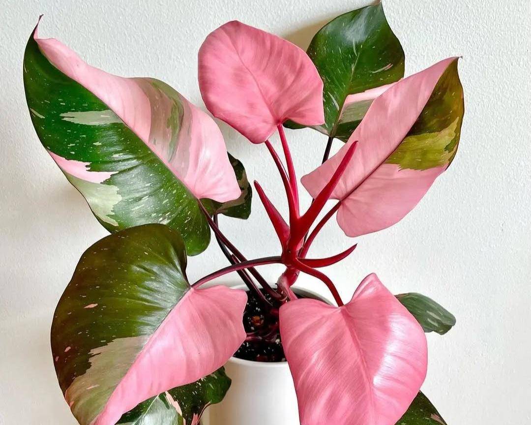 ilustrasi tanaman philodendron pink princess 