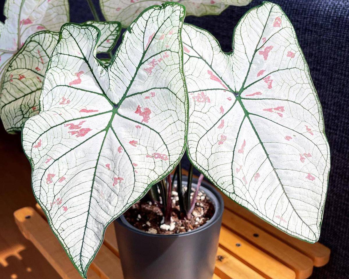 ilustrasi tanaman caladium strawberry star 