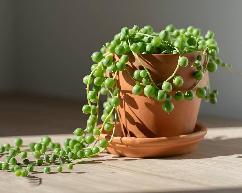 ilustrasi tanaman string of pearls (instagram.com/plantorbit)