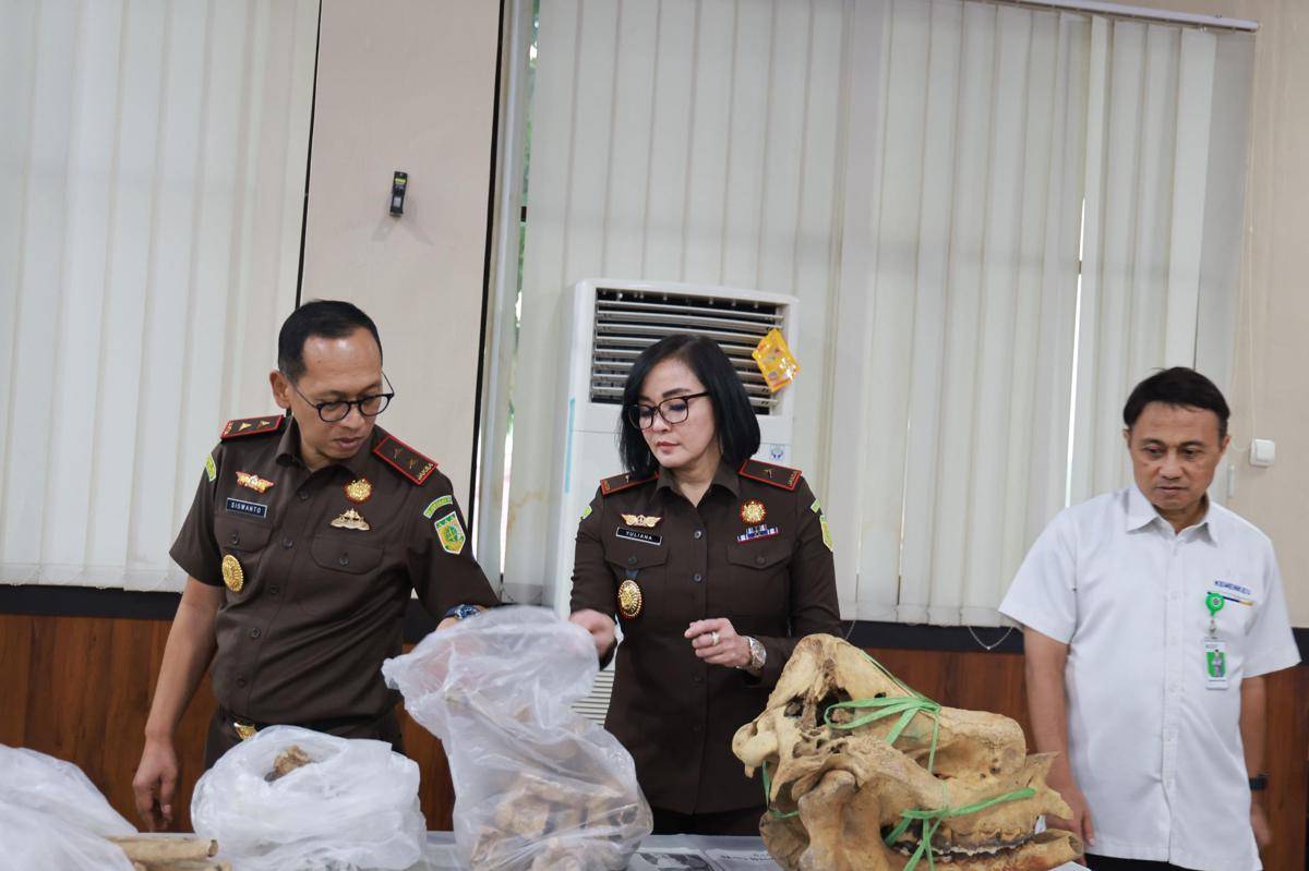 Penyerahan tengkorak badak jawa dari jaksa ke Museum Banten (Dok. Istimewa)