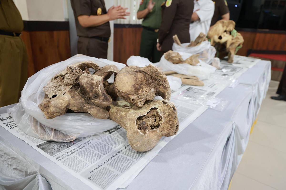 Penyerahan tengkorak badak jawa dari jaksa ke Museum Banten (Dok. Istimewa)
