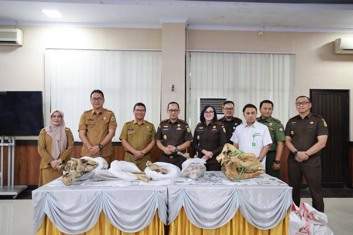 Penyerahan tengkorak badak jawa dari jaksa ke Museum Banten (Dok. Istimewa)