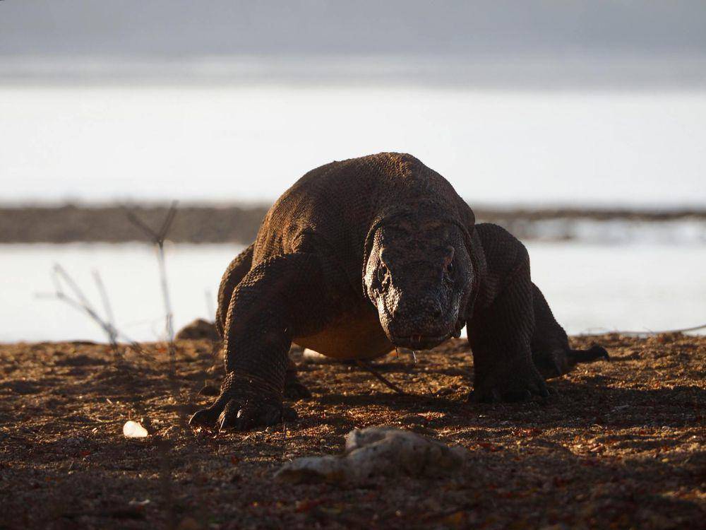 Ilustrasi komodo di ekosistem Taman Nasional Komodo (pexels.com/Timon Cornelissen)