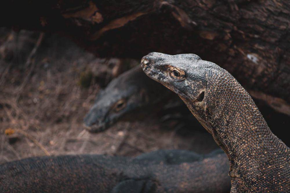 Ilustrasi komodo (pexels.com/abimanyu photowork)