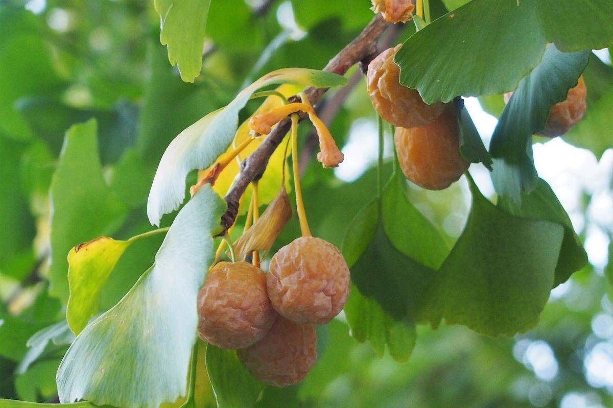 Ginkgo Biloba